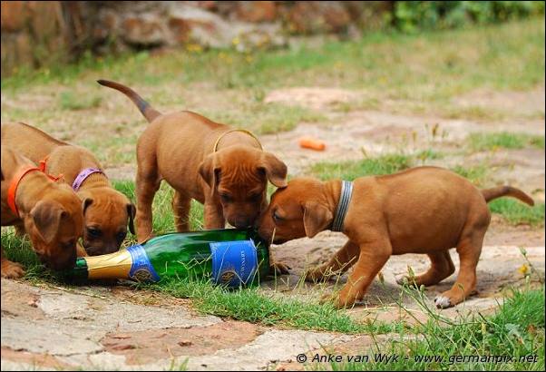 I-litter - 32 days old