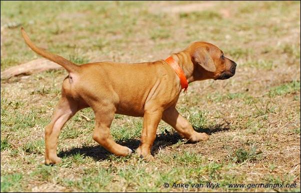 I-litter - 35 days old