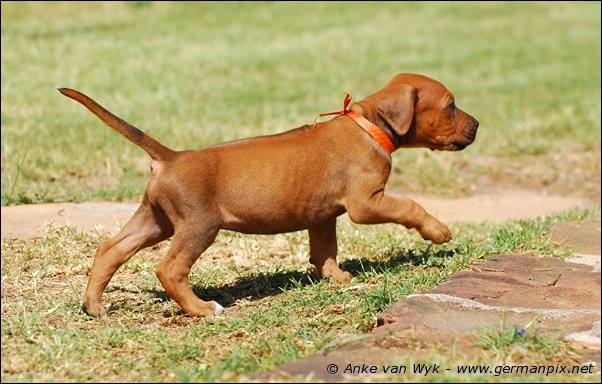 I-litter - 35 days old