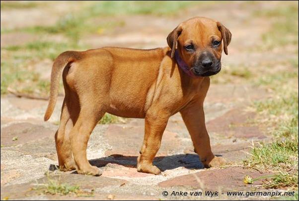 I-litter - 35 days old