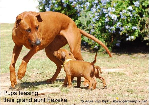 I-litter - 35 days old