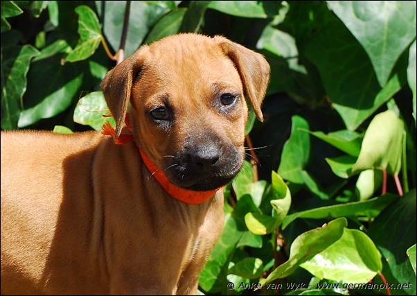 I-litter - 35 days old