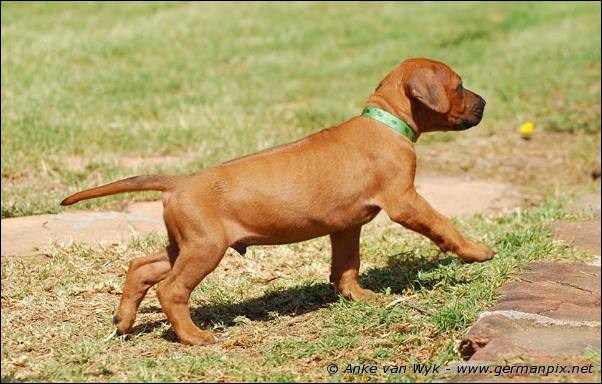 I-litter - 35 days old