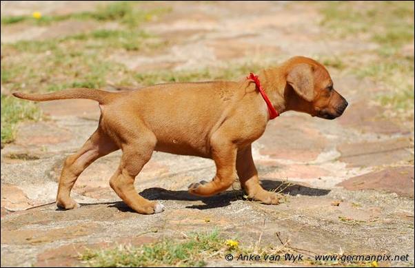 I-litter - 35 days old