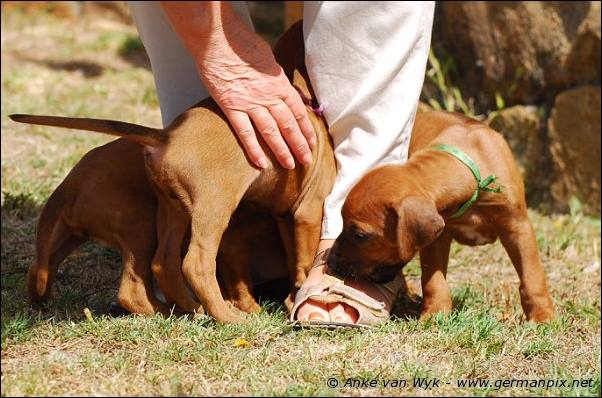 I-litter - 35 days old