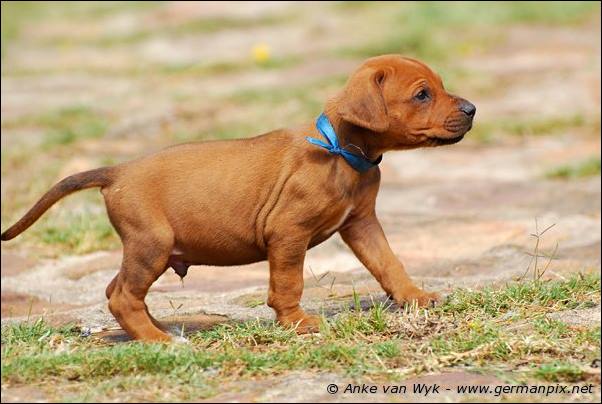 I-litter - 35 days old