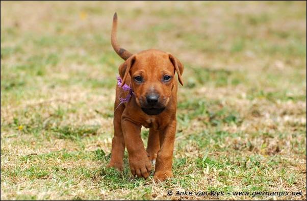 I-litter - 35 days old