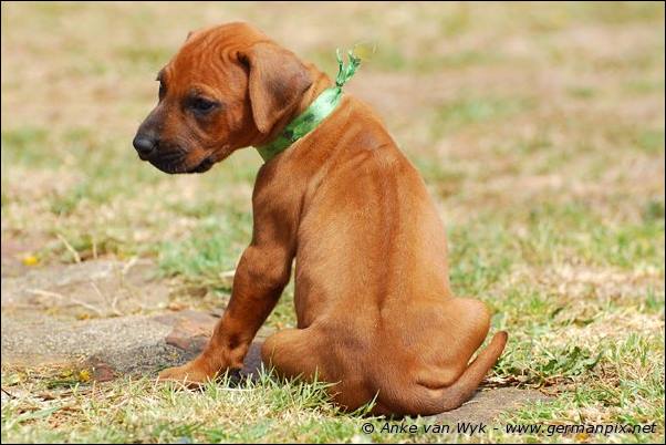 I-litter - 35 days old