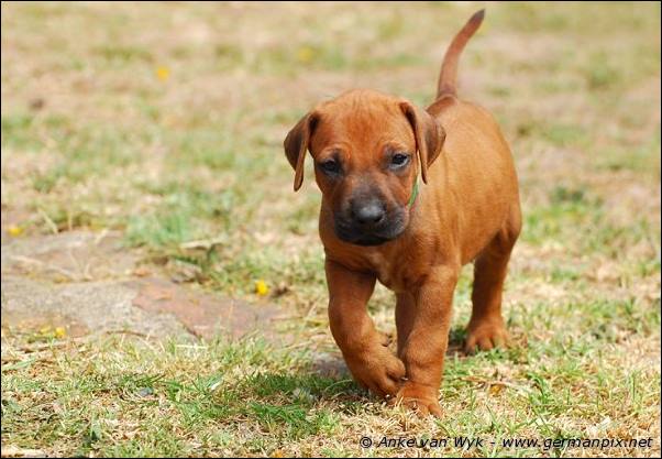 I-litter - 35 days old