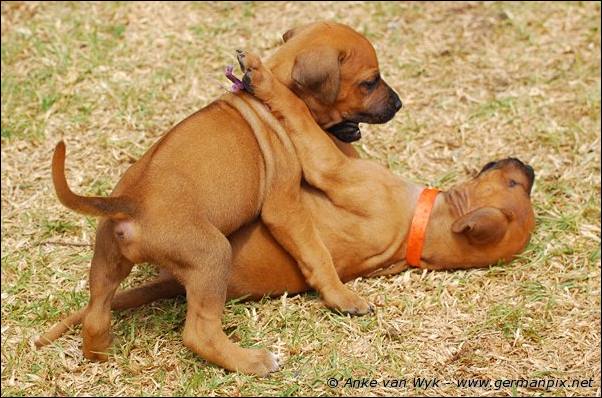 I-litter - 35 days old