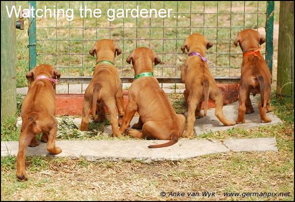 I-litter - 35 days old