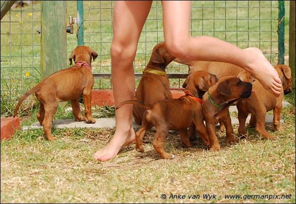 I-litter - 35 days old