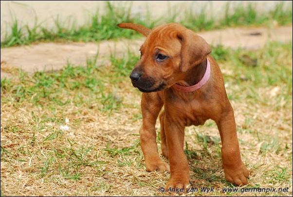 I-litter - 35 days old