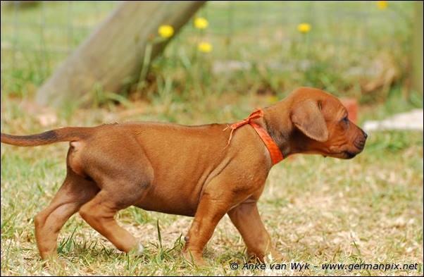 I-litter - 35 days old