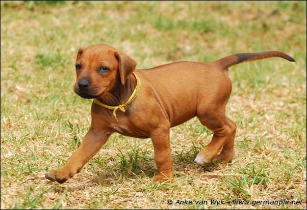 I-litter - 35 days old