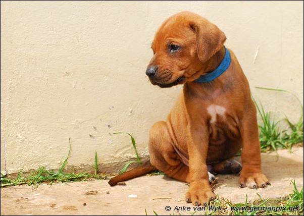 I-litter - 35 days old