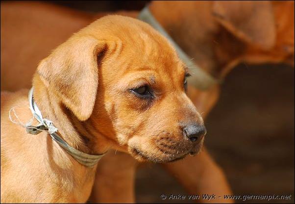 I-litter - 35 days old