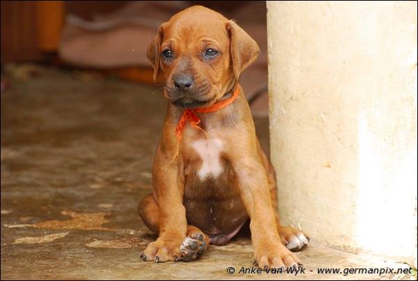 I-litter - 35 days old