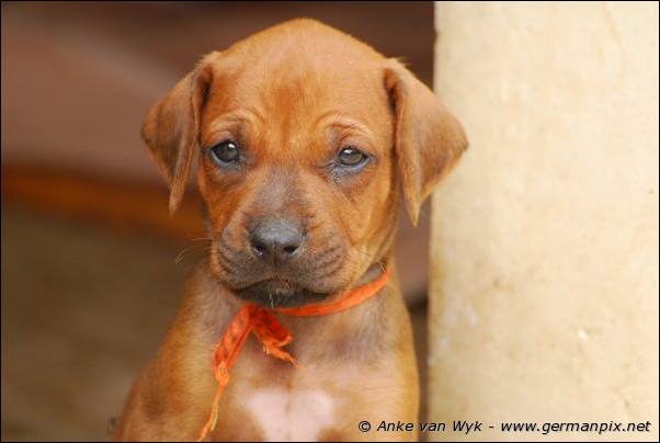 I-litter - 35 days old