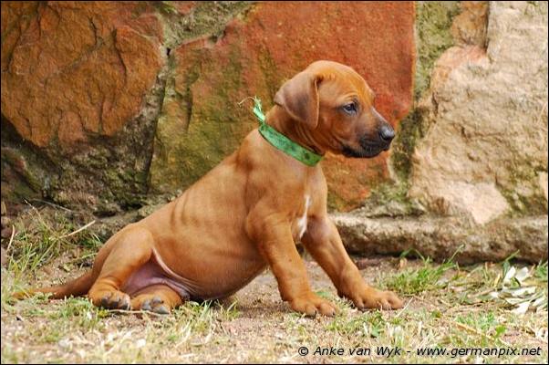 I-litter - 35 days old