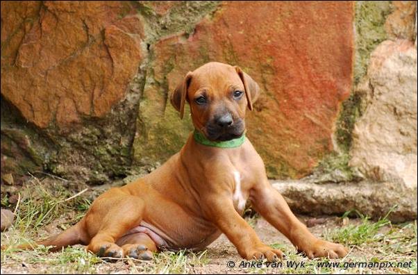 I-litter - 35 days old