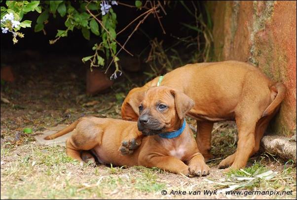 I-litter - 35 days old