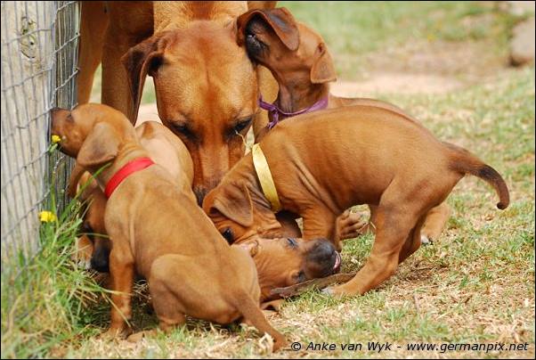 I-litter - 35 days old