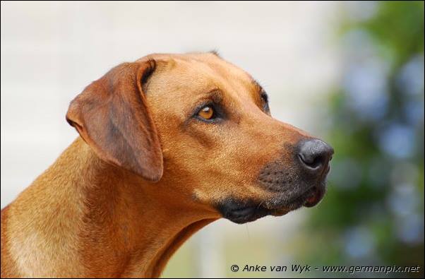 I-litter - 35 days old