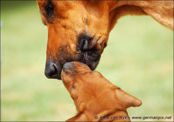 I-litter - 35 days old