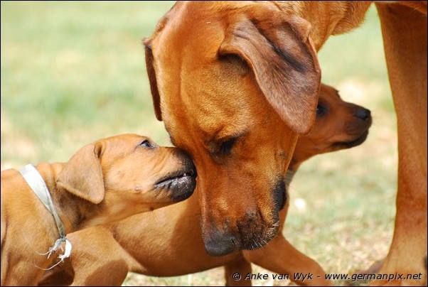 I-litter - 35 days old