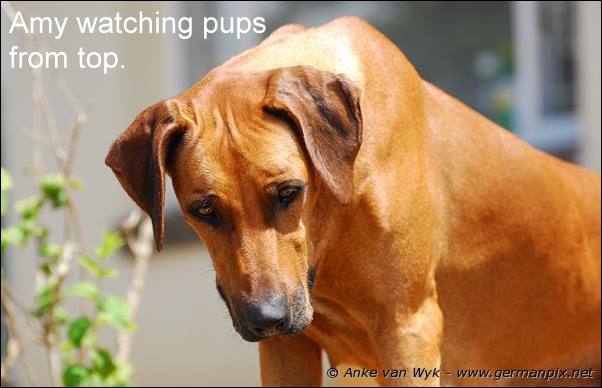 I-litter - 35 days old