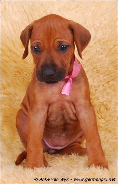 I-litter - 36 days old