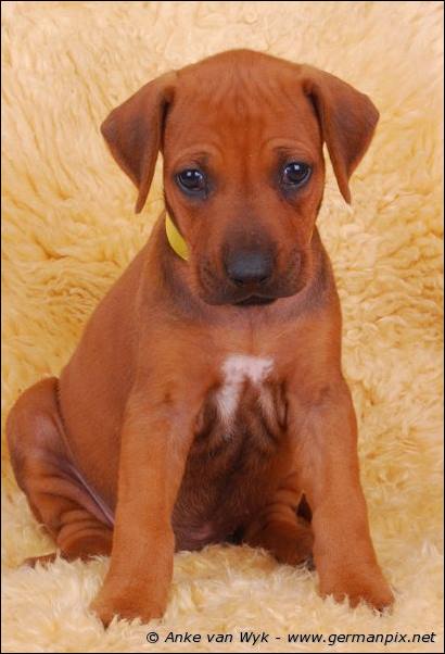 I-litter - 36 days old