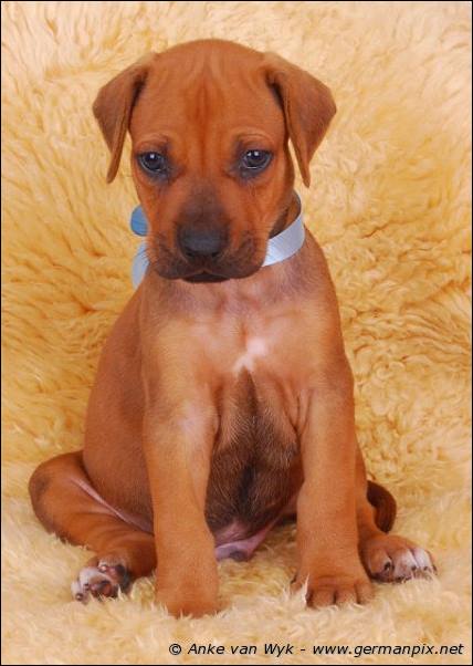 I-litter - 36 days old