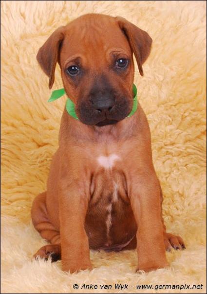 I-litter - 36 days old