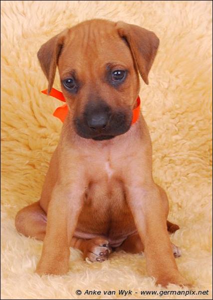 I-litter - 36 days old