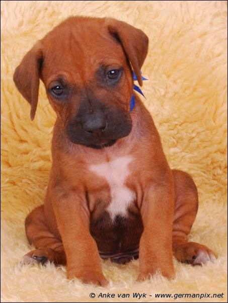 I-litter - 36 days old