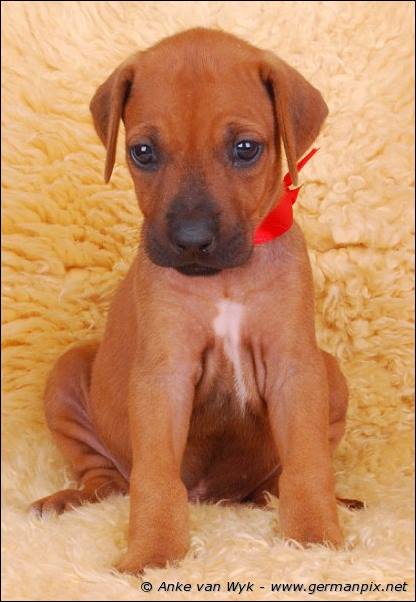 I-litter - 36 days old