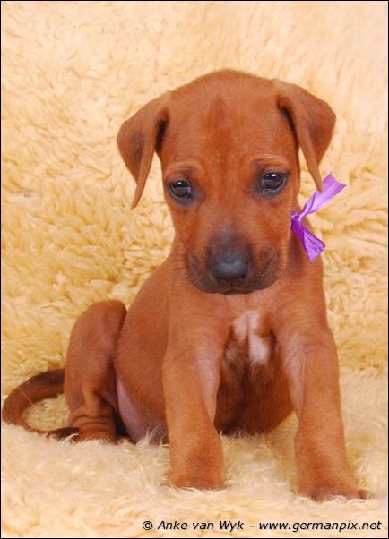 I-litter - 36 days old