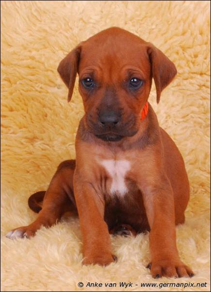 I-litter - 36 days old