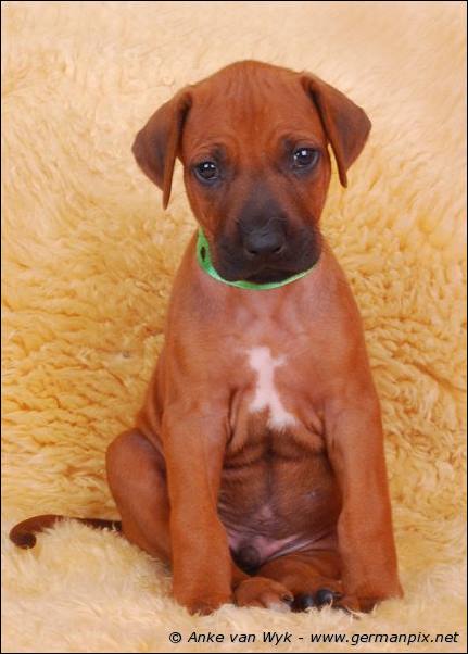 I-litter - 36 days old