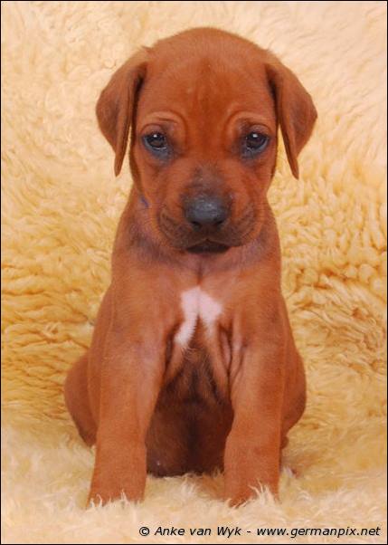 I-litter - 36 days old