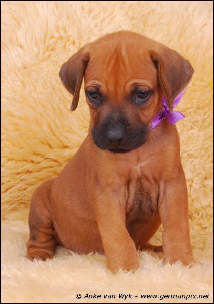 I-litter - 36 days old