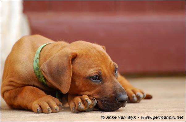 I-litter - 41 days old