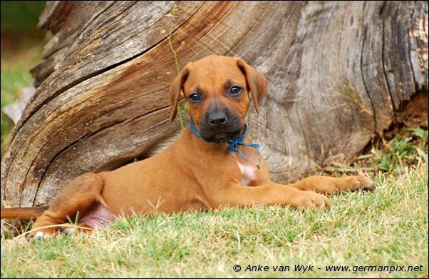 I-litter - 41 days old