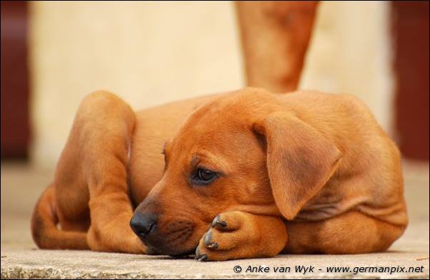 I-litter - 41 days old