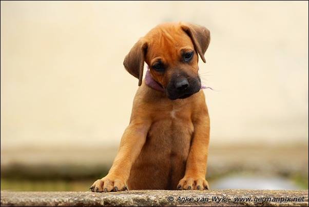 I-litter - 41 days old