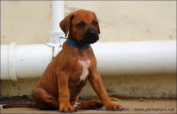 I-litter - 41 days old