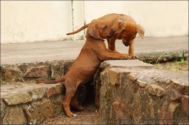 I-litter - 41 days old