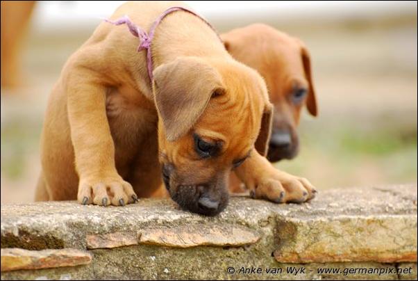 I-litter - 41 days old